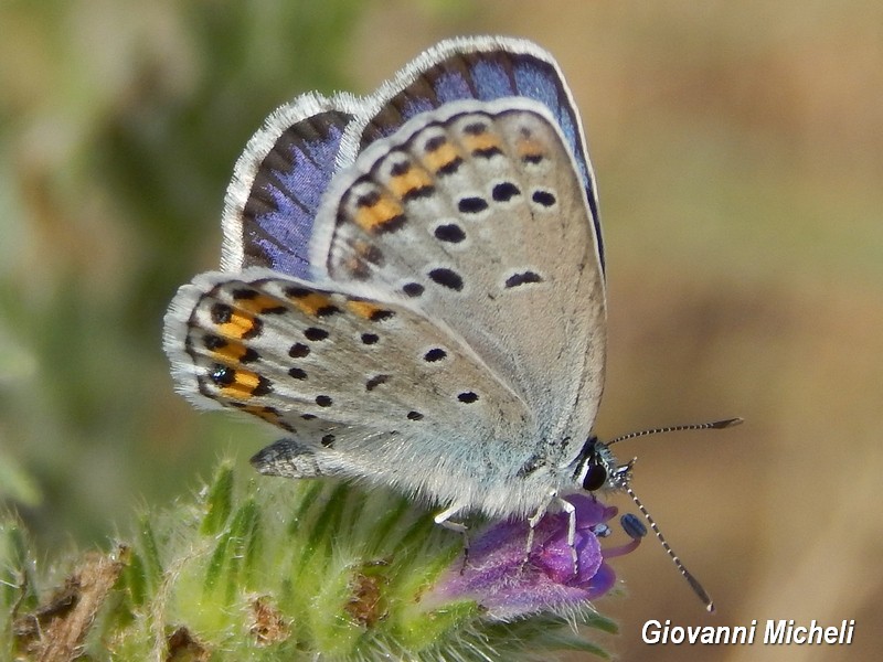 Plebejus ...argus1?